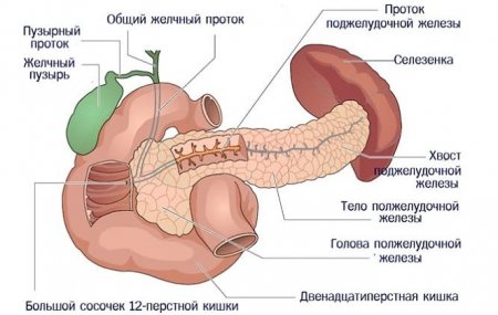 Как проверить поджелудочную железу?
