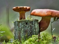 Признаки и первая помощь при отравлении грибами
